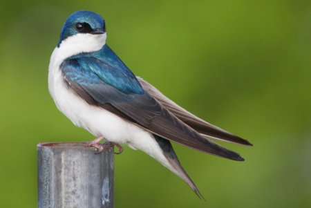 Ласточка городская (Delichon urbicum)
