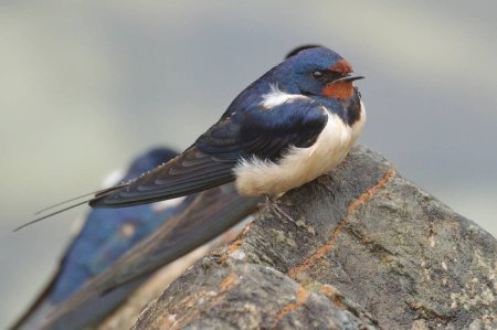 Деревенская Ласточка – Hirundo Rustica