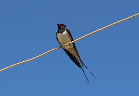 Деревенская Ласточка (Ласточка-Касатка)