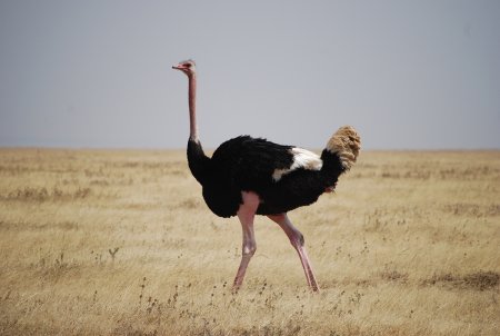 Страус страусиха страусенок