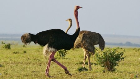 Страусята африканского страуса