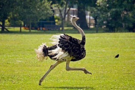 Африканский страус бегает