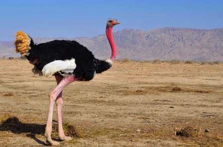 Африканский страус