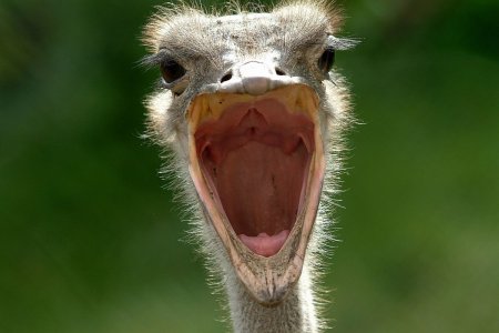 Страус с зубами