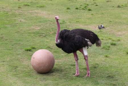 Африканский страус рост
