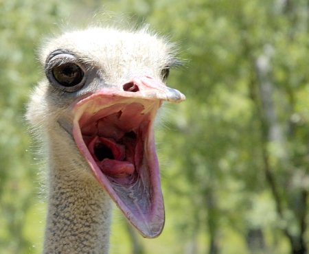 Голова страуса