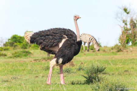 Страус в саванне