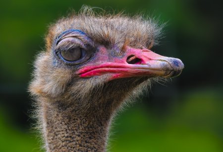 Африканский страус