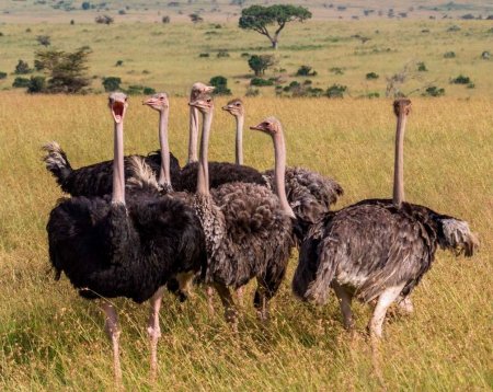 Африканский страус