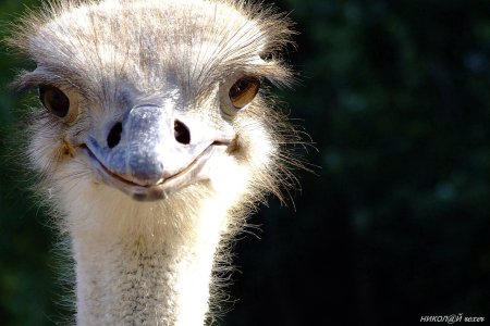 Страус эму анфас