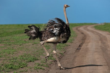 Африканский страус