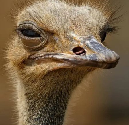 Страус красивый