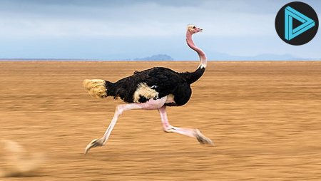 Страус бежит