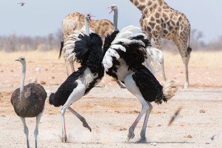 Африканский страус самец