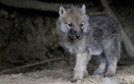 Волкособ Акелла