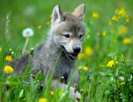 Милые волки