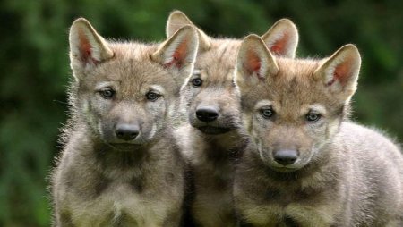 Щенки Волков