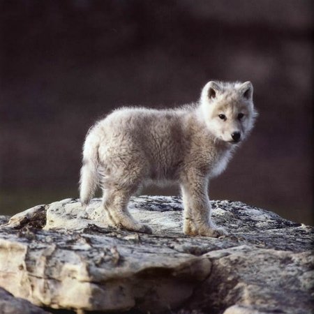 Волчата арктического волка