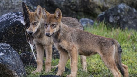 Волчонок Волков
