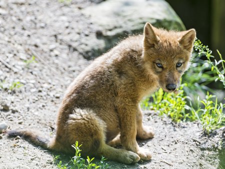 Маленький волк