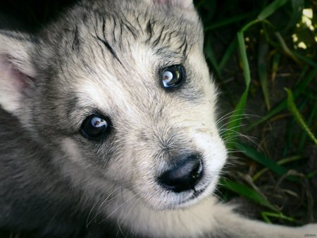 Про маленького волчонка