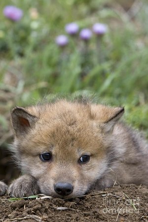 Собачки волчата