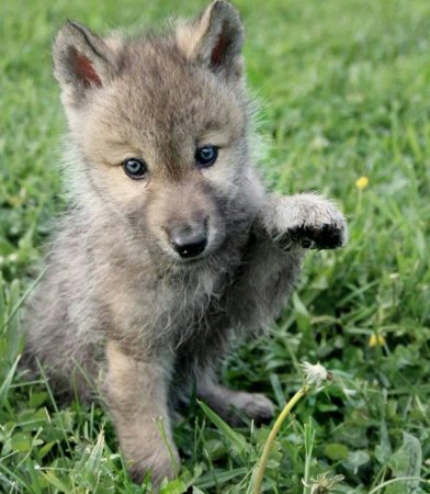 Про маленького волчонка