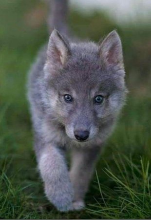Щенок волкособа серый