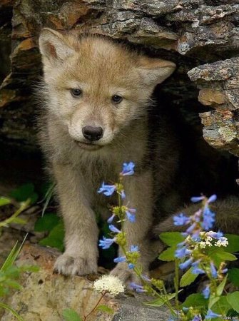 Про маленького волчонка