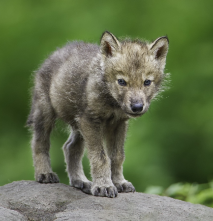 Детеныш волка