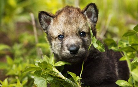 Про маленького волчонка