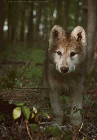 Волчонок дикий