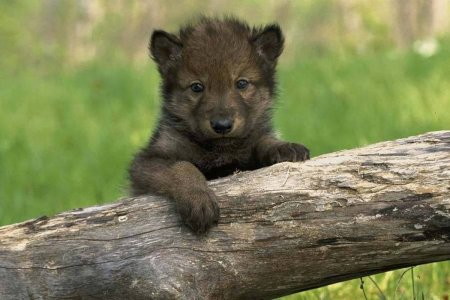 Милые волчата