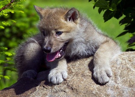 Ермак волчата