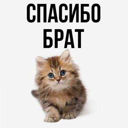 Спасибо брат