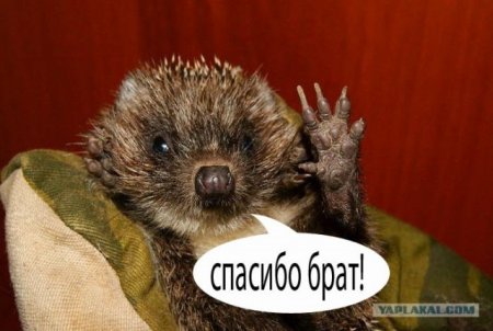 Спасибо брат