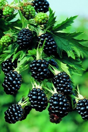 Ежевика Торнлесс Эвергрин