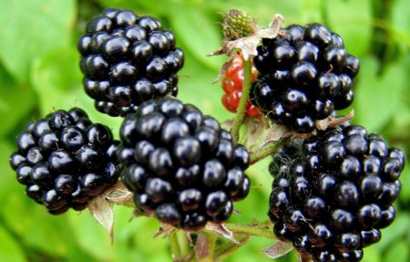 Ежевика Флинт