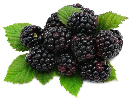 Mulberry BLACKBERRIES