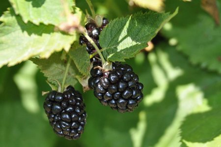 Ежевика вязолистная