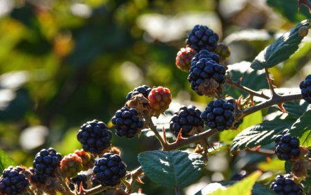 Лесная ягода куманика