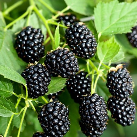 Ежевика Оркан