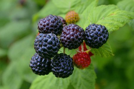 Чёрная малина и ежевика