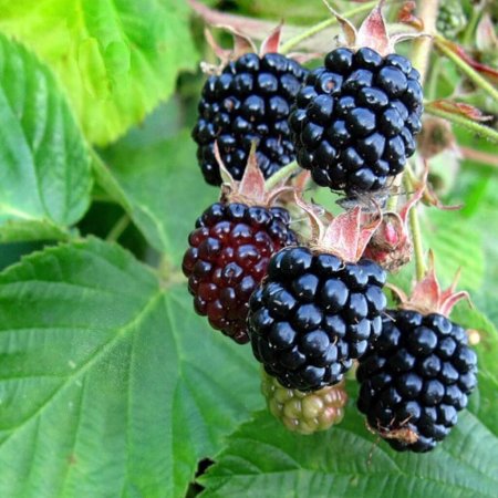 Ежевика бесшипная Блэк сатин