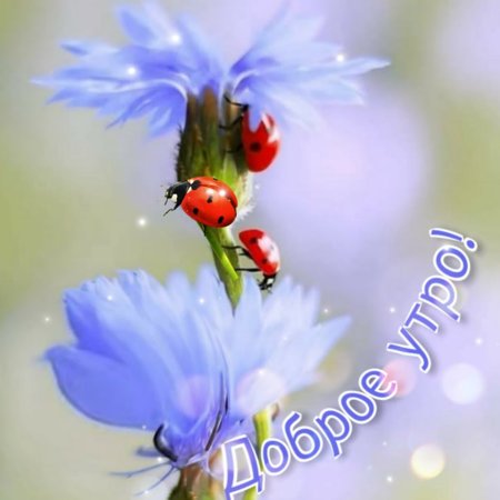 С новым днем