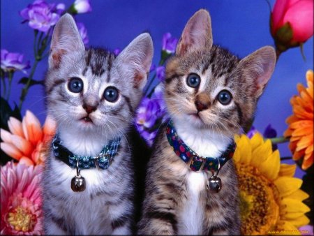 Красивые котики