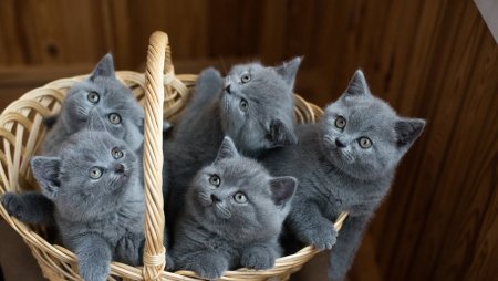Серый британец котенок