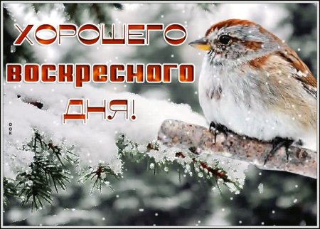 Доброго зимнего вочкоксенья