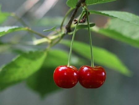 Вишня ягода