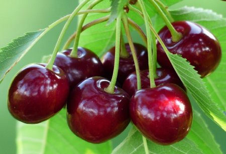 Черешня колоновидная Сильвия